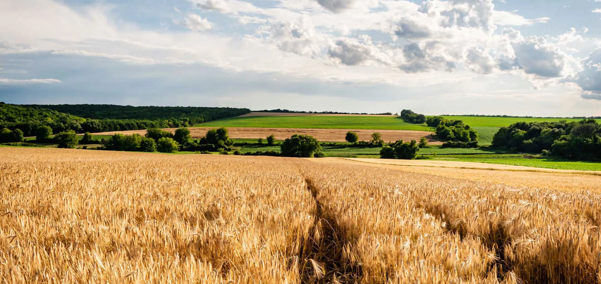 Sustainable Farming: Combining Sandalwood and Fodder Crops for Maximum Yield